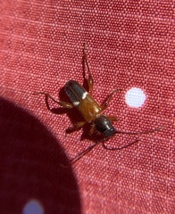 Phymatodes vulneratus