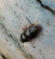 Nitidulidae