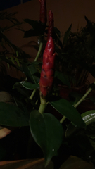Costus woodsonii