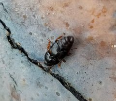 Nitidulidae