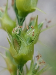Cenchrus