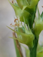 Cenchrus