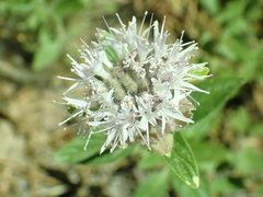 Monardella odoratissima pallida