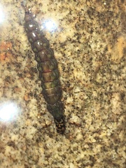Rhyacophiloidea