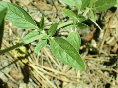 Monardella odoratissima pallida