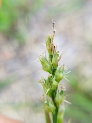 Cenchrus