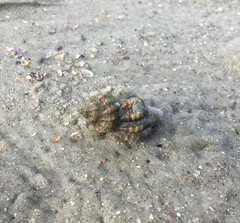 Urosalpinx cinerea image