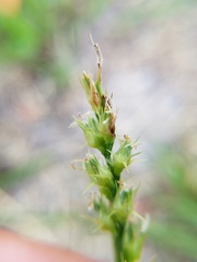 Cenchrus