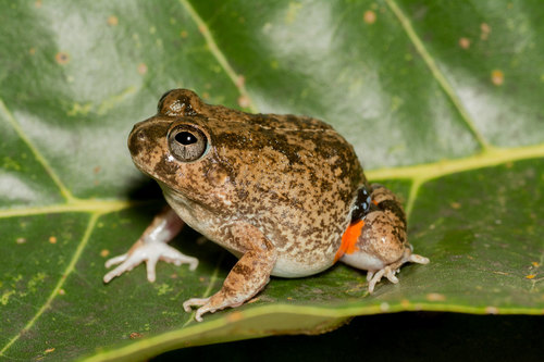 Colombian Four-eyed Frog, Pleurodema brachyops