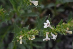 Penstemon deustus deustus