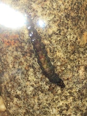 Rhyacophiloidea