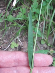 Poa chaixii