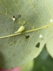 Caryomyia inclinata