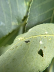 Caryomyia inclinata