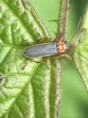 Cantharis lateralis