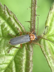 Cantharis lateralis