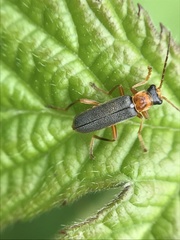 Cantharis lateralis