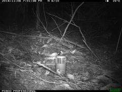 Antechinus agilis