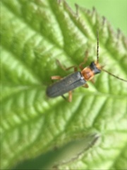 Cantharis lateralis