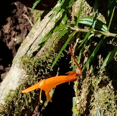 Columnea rubricaulis
