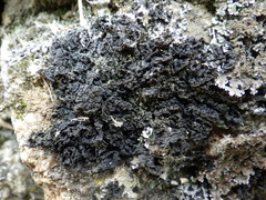 Collema ryssoleum