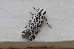 Hypercompe permaculata