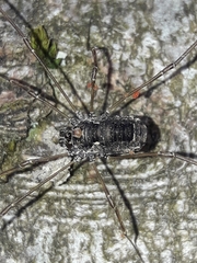 Platybunus
