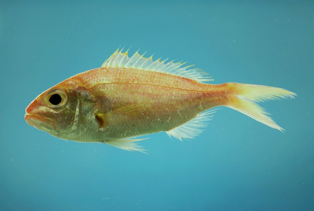 Wenchman (Pristipomoides aquilonaris) Marine Life Identification