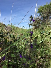 Salvia pusilla