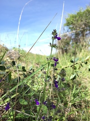 Salvia pusilla
