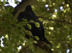 Hemiphaga novaeseelandiae