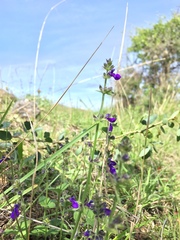 Salvia pusilla
