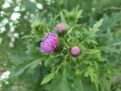 Carduus crispus