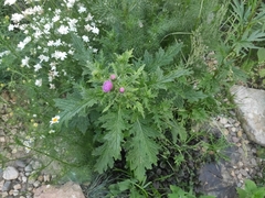 Carduus crispus