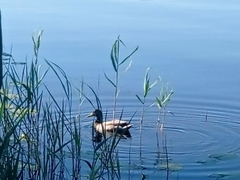 Anas platyrhynchos