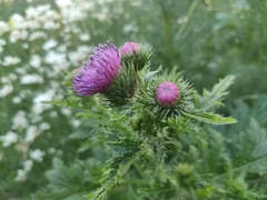 Carduus crispus