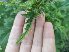 Carduus crispus