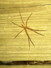 Pisaurina