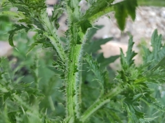 Carduus crispus