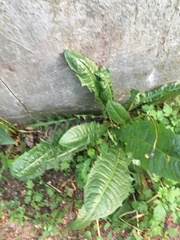 Taraxacum officinale