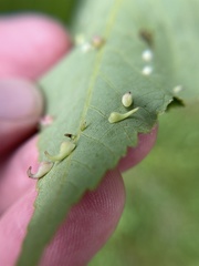 Caryomyia recurvata
