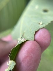 Caryomyia recurvata