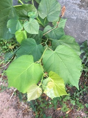 Tilia cordata