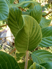 Mussaenda rivularis