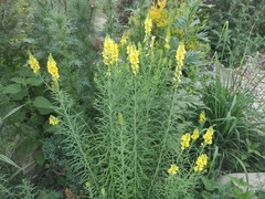 Linaria vulgaris