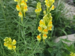 Linaria vulgaris