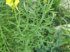 Linaria vulgaris
