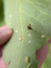 Caryomyia recurvata
