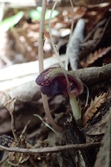 Corybas trilobus