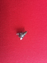 Chrysops cincticornis